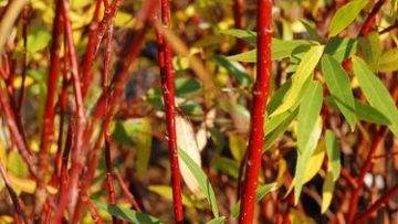 Flame Willow