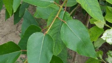 Northwest Poplar