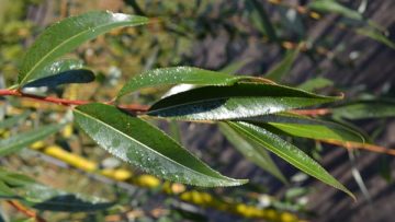 Prairie Cascade Weeping Willow