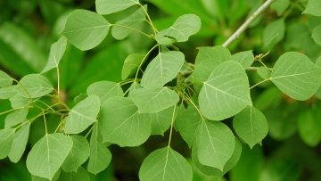 Quaking Aspen