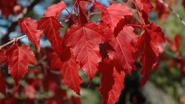 Amur Maple