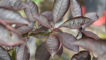 Canada Red Chokecherry