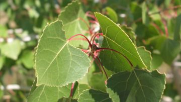 Siouxland Poplar